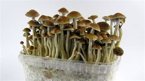 Step into the world of mysticism with our magic mushroom grow bags
